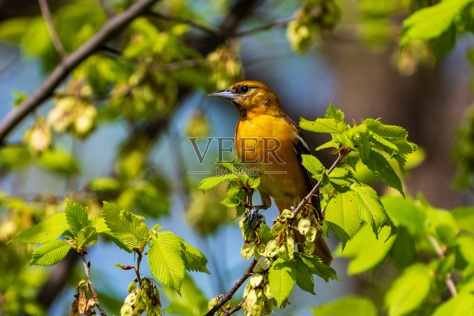 栖息在树上的巴尔的摩金莺照片摄影图片