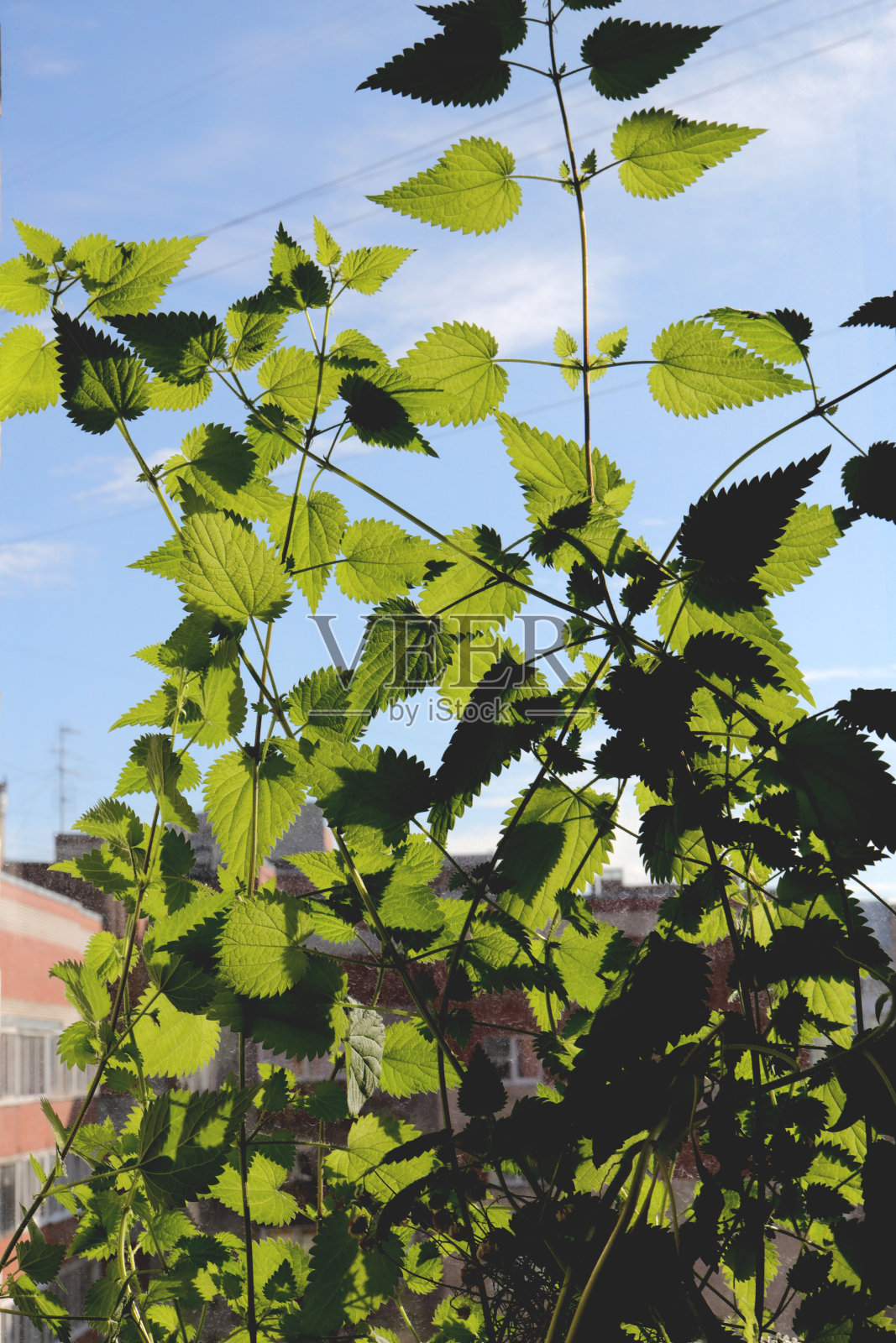 荨麻叶。绿叶质感。自然花卉背景。有机植物美微距特写。照片摄影图片