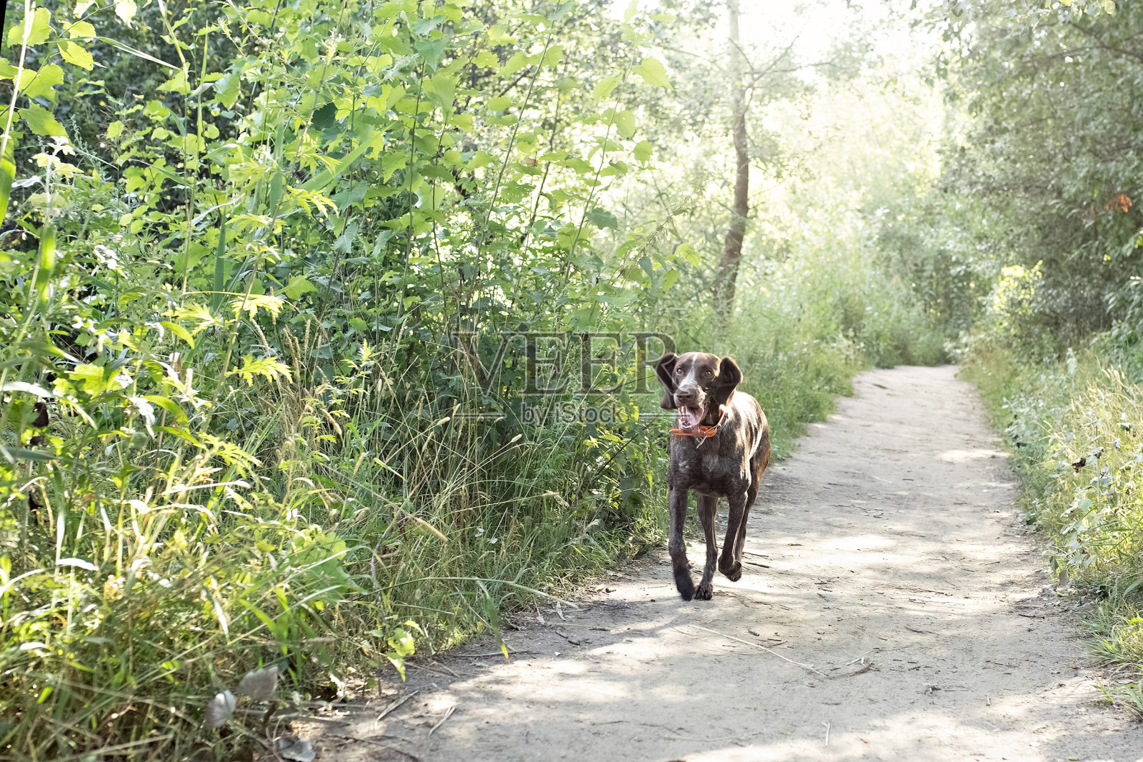 一只年轻的库尔茨-哈尔猎犬在公园的森林小径上奔跑。暑假照片摄影图片