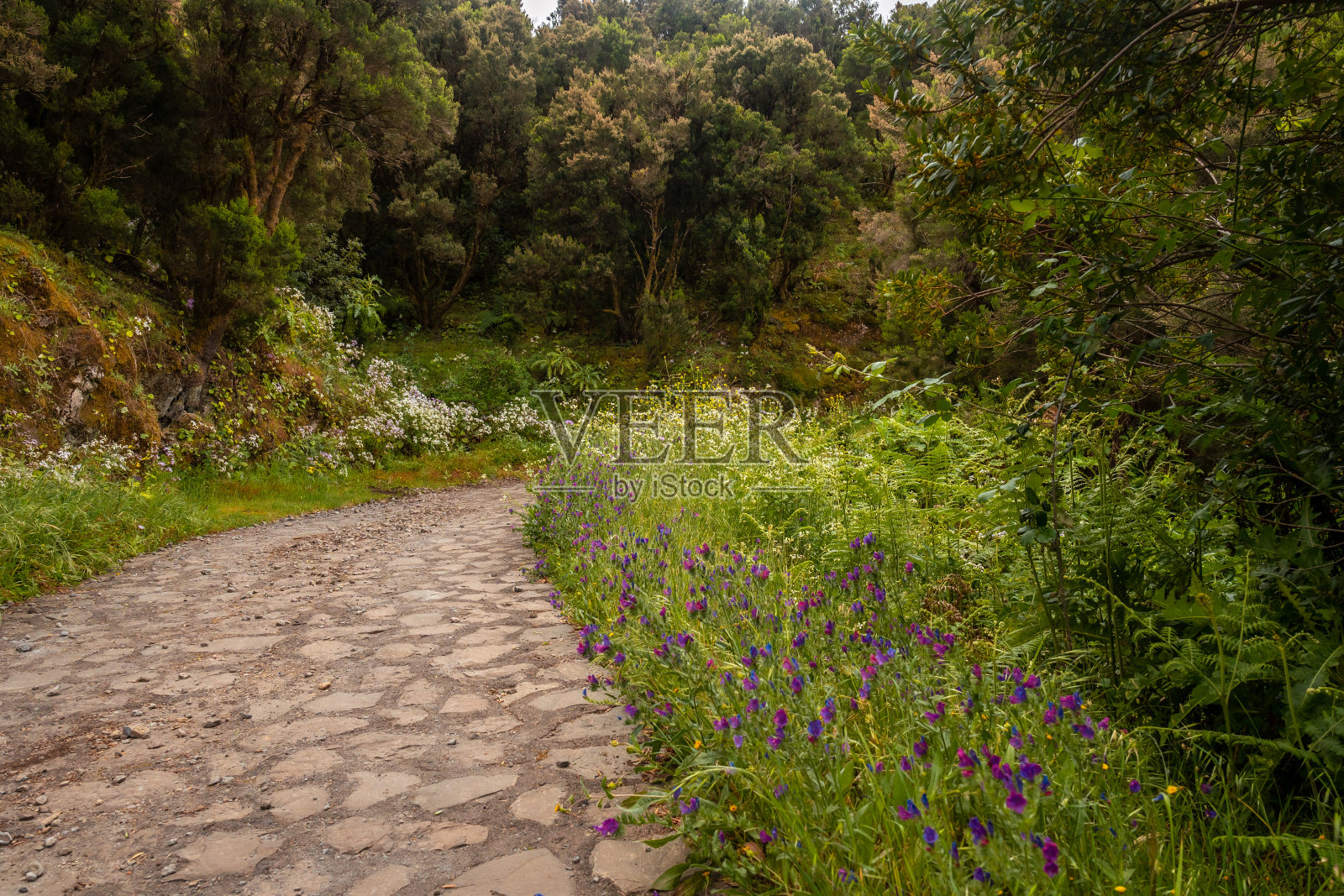 在加那利群岛的戈梅拉，通往加拉约奈山顶的攀登路径照片摄影图片
