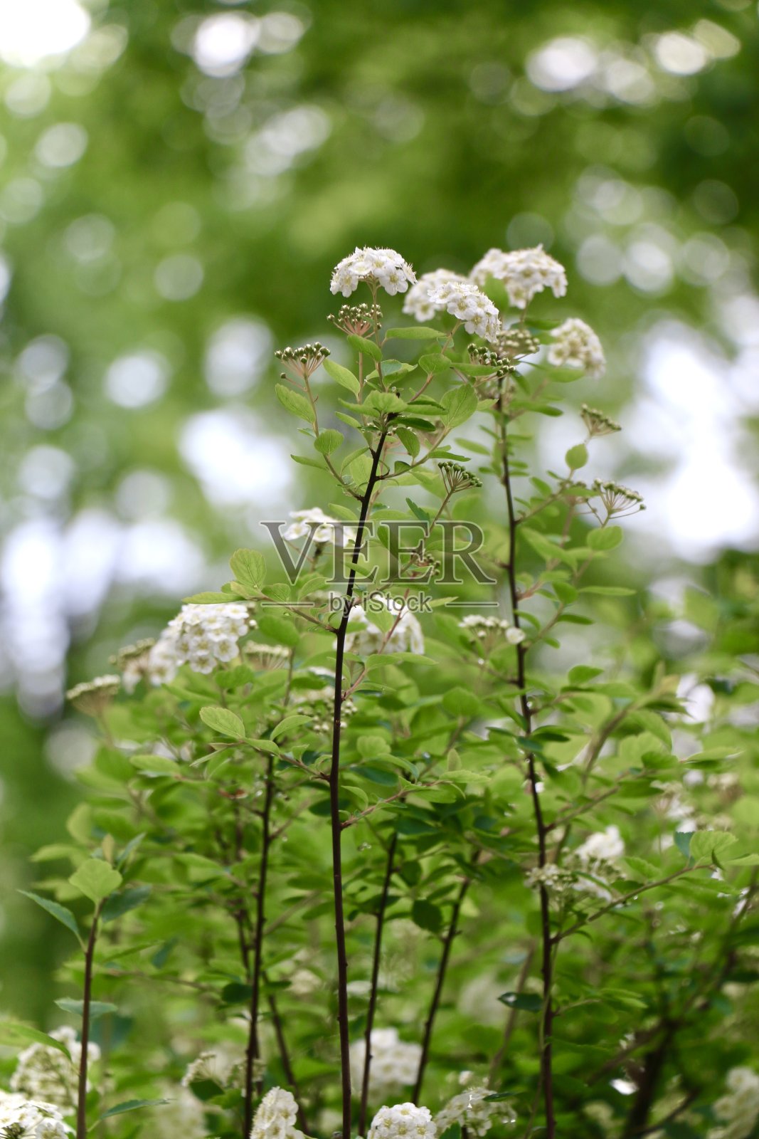 水杨绣线菊照片摄影图片