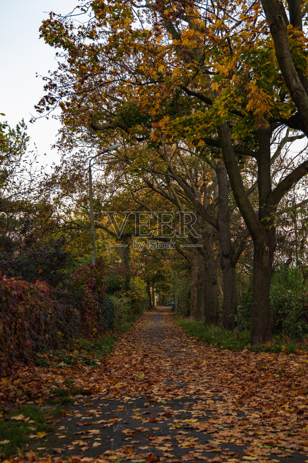 又长又窄的小路在草丛和树木之间的公园里充满了色彩和秋天的落叶照片摄影图片