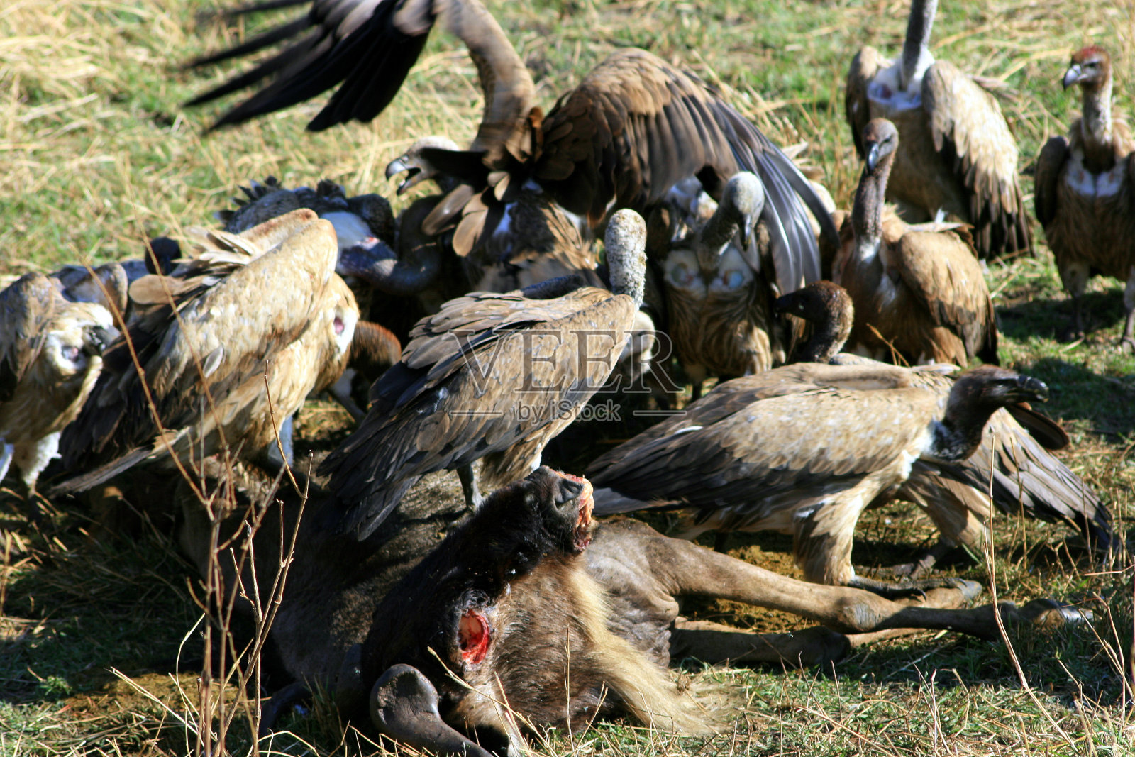 坦桑尼亚塞伦盖蒂国家公园，一群秃鹫正在吃一只被杀死的动物照片摄影图片