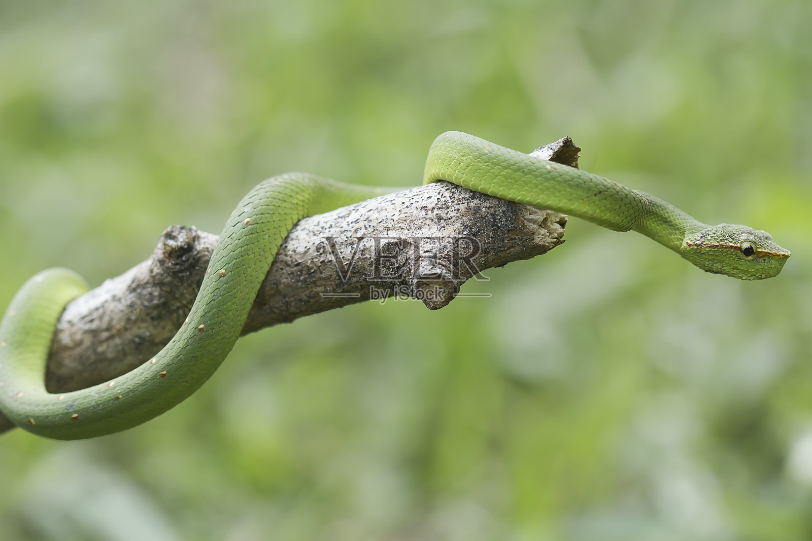 美丽的自然蛇照片摄影图片