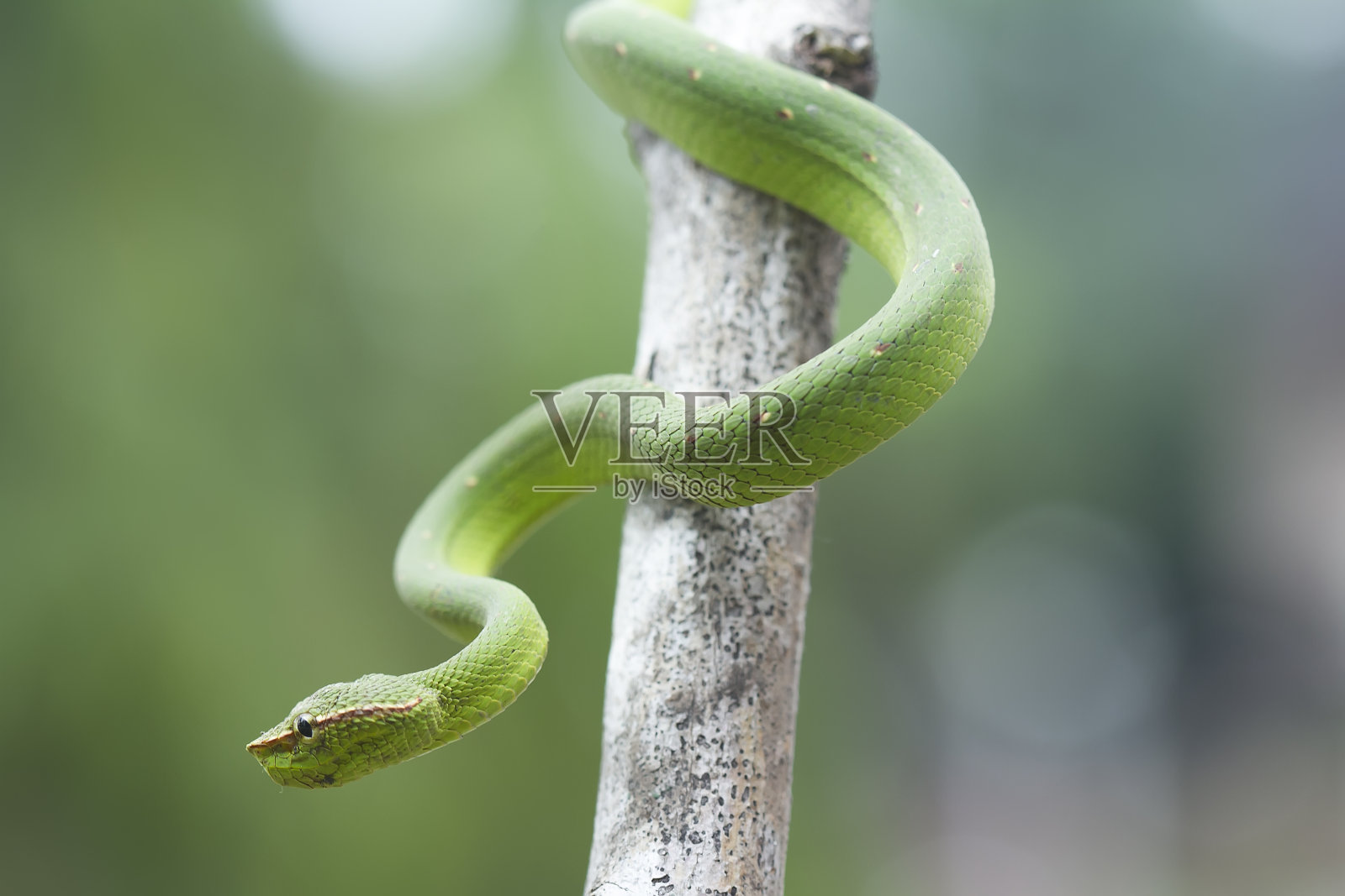 美丽的自然蛇照片摄影图片