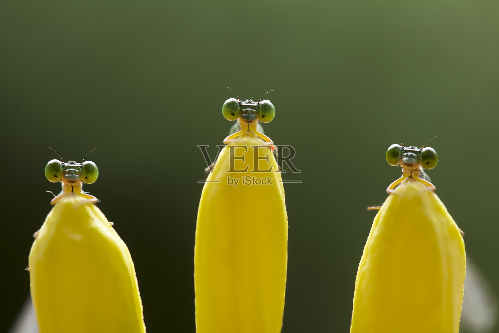 蜻蜓的其他种类照片摄影图片