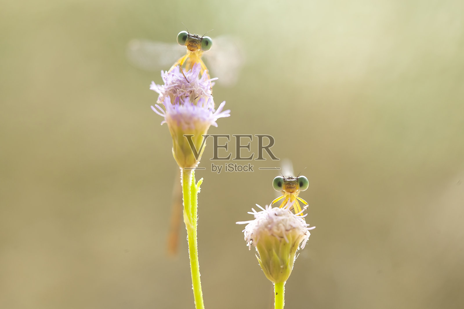 美丽的豆娘又名蜻蜓在自然界照片摄影图片