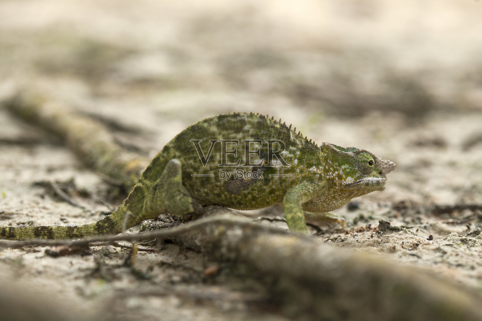 神奇美丽的变色龙照片摄影图片