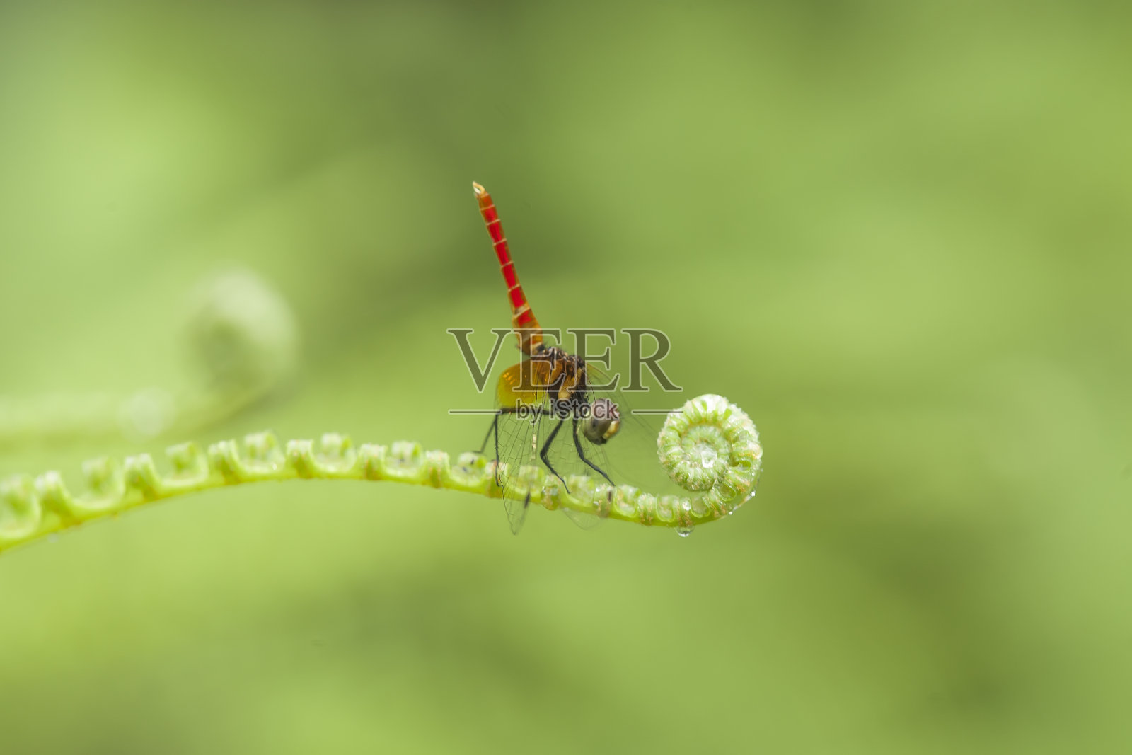 蜻蜓的其他种类照片摄影图片