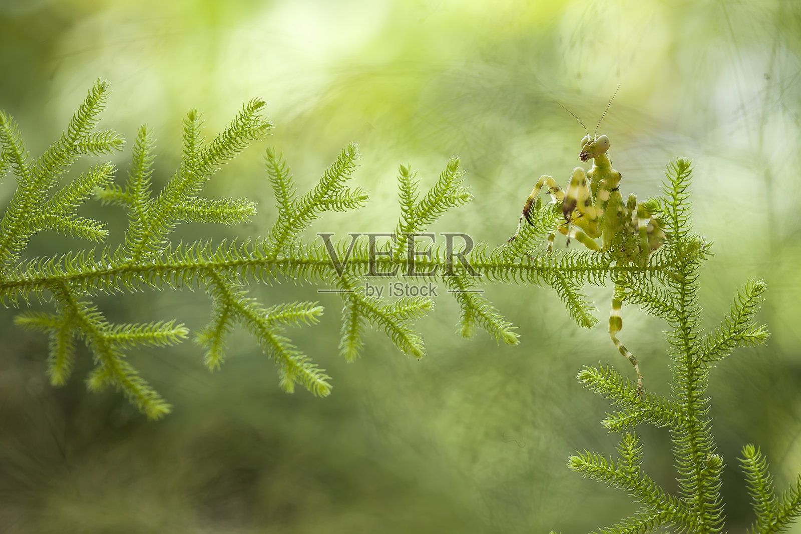 美丽的螳螂在野生植物照片摄影图片