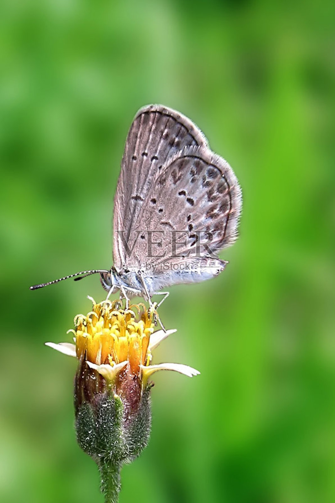 花蜜交响曲:一只棕色蝴蝶在黄色花画布上的喜悦照片摄影图片
