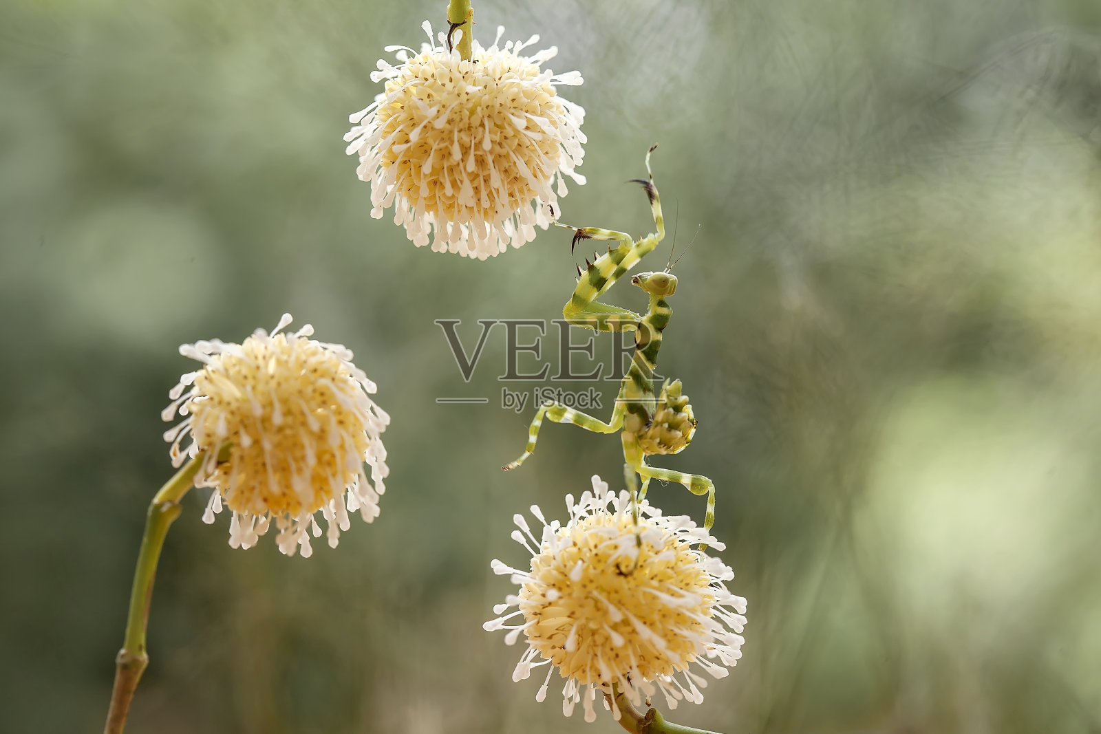 美丽的螳螂在野生植物照片摄影图片