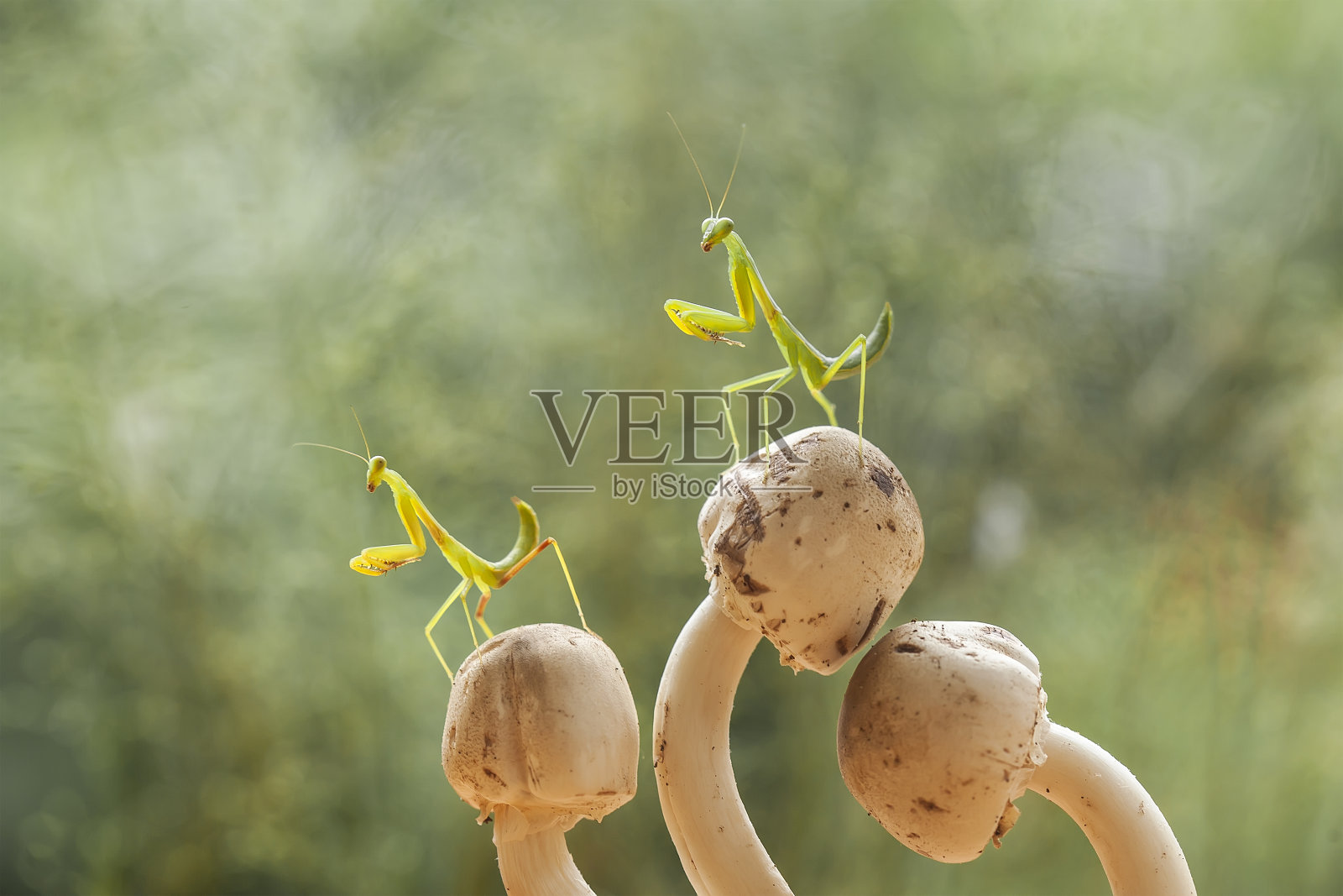 关于各种螳螂的故事照片摄影图片