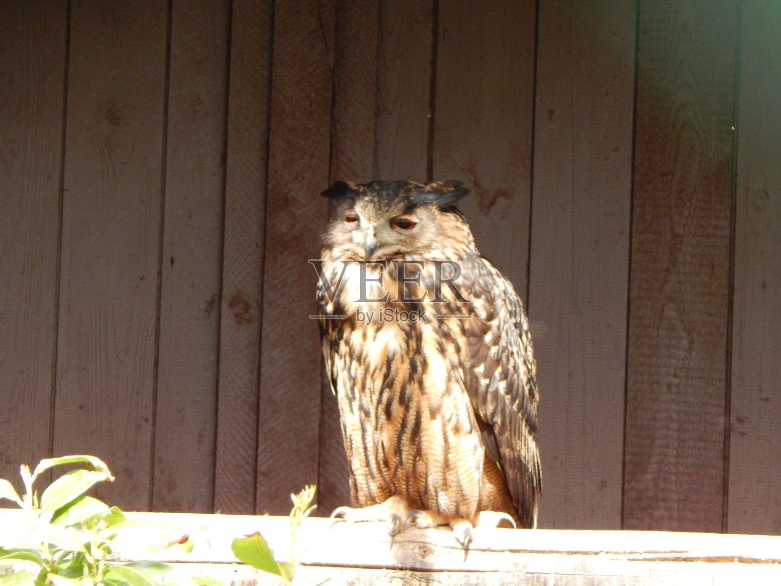 德国北部的猛禽照片摄影图片