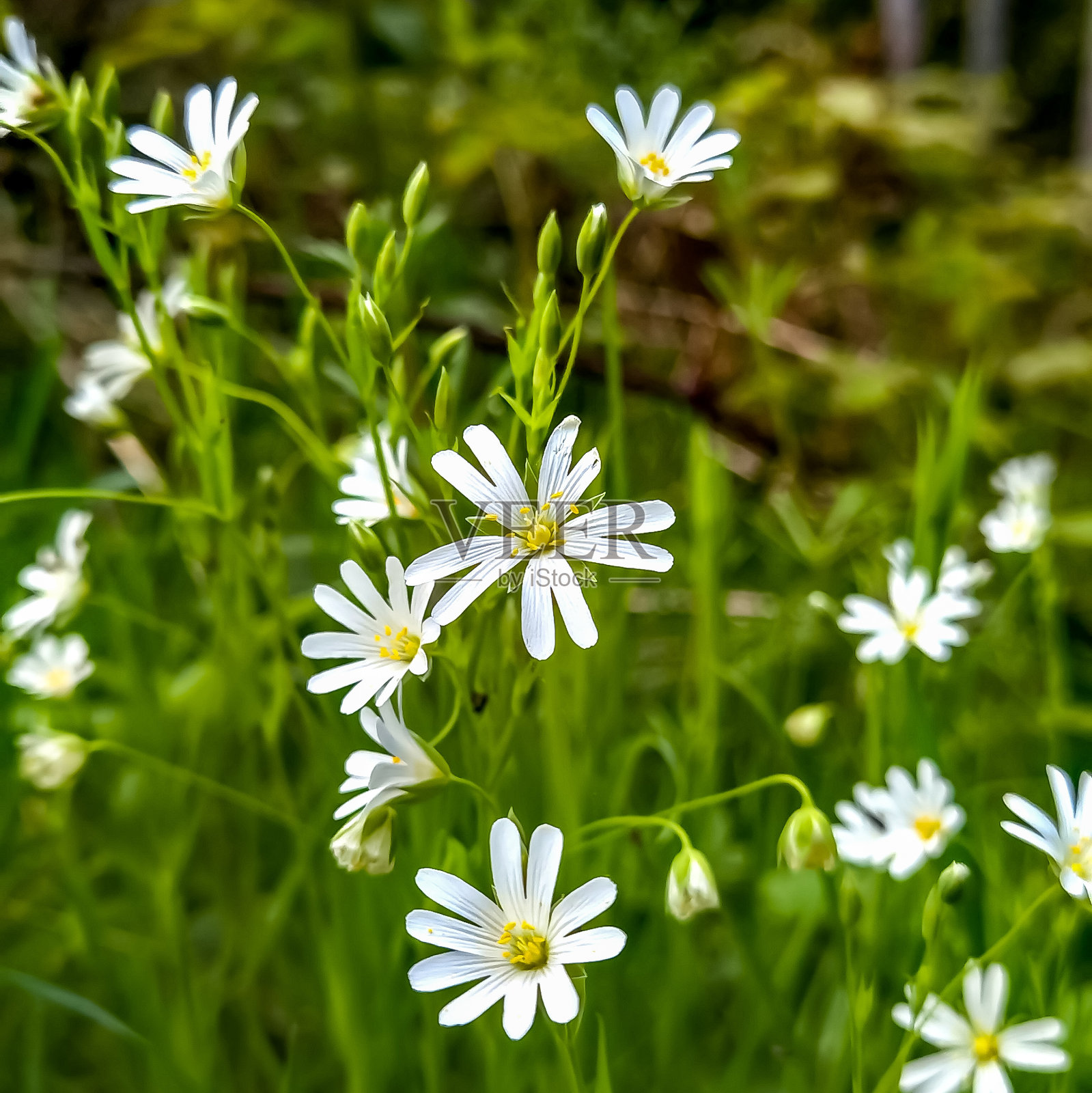 德国北部春天的自然风光照片照片摄影图片