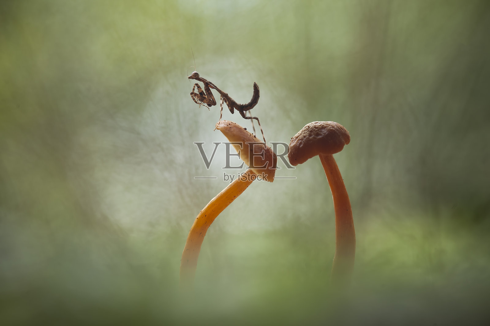 棕色螳螂在美丽的行动照片摄影图片