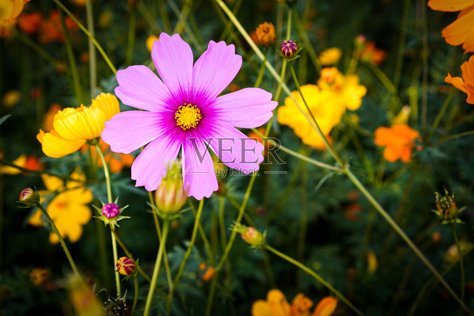 上午在公共花园拍摄的“粉红宇宙花”特写照片。照片摄影图片