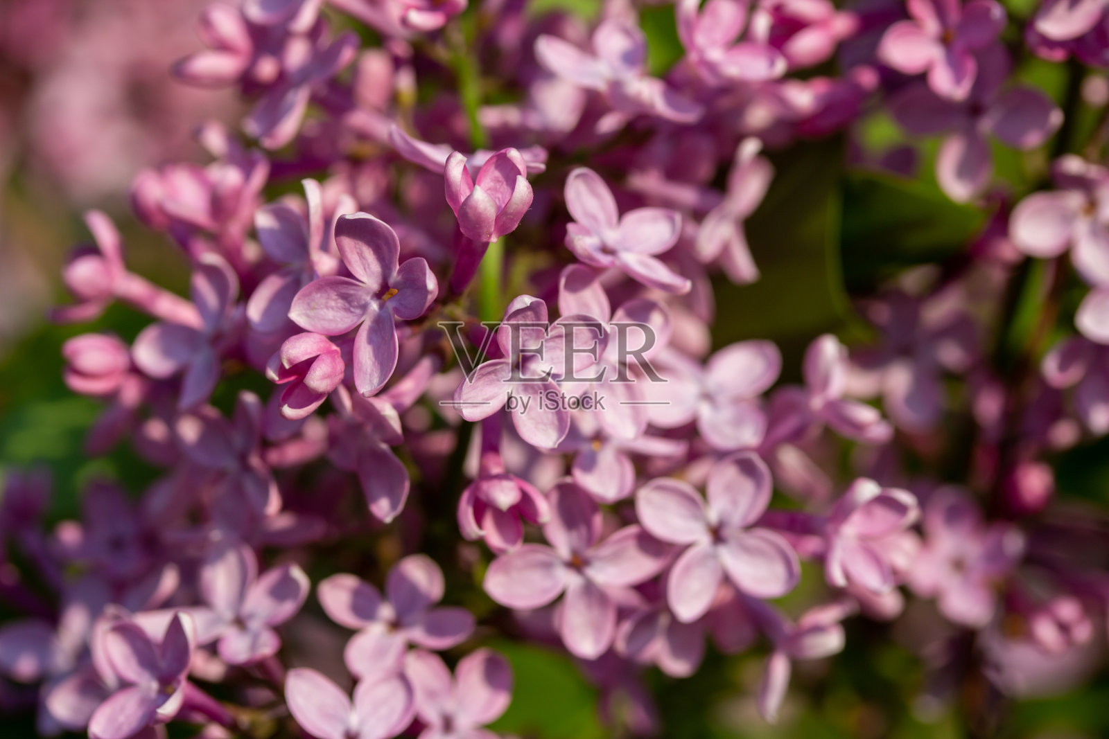 紫丁香花纹理背景照片摄影图片