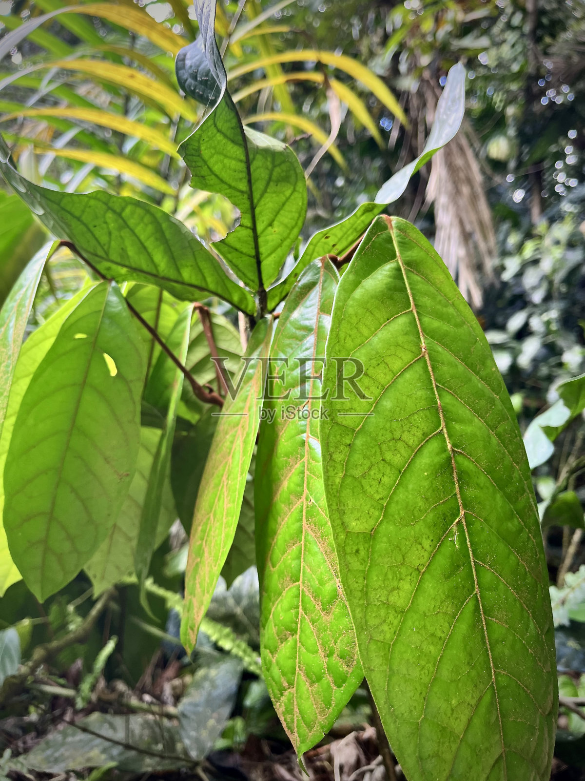 绿色的树叶照片摄影图片
