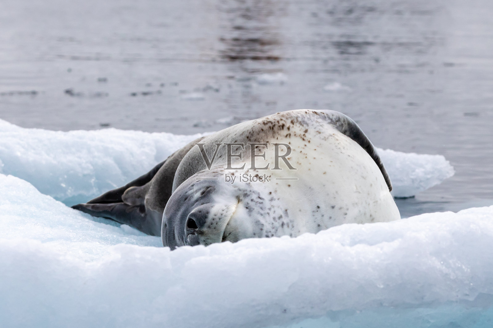 南极洲的豹海豹照片摄影图片