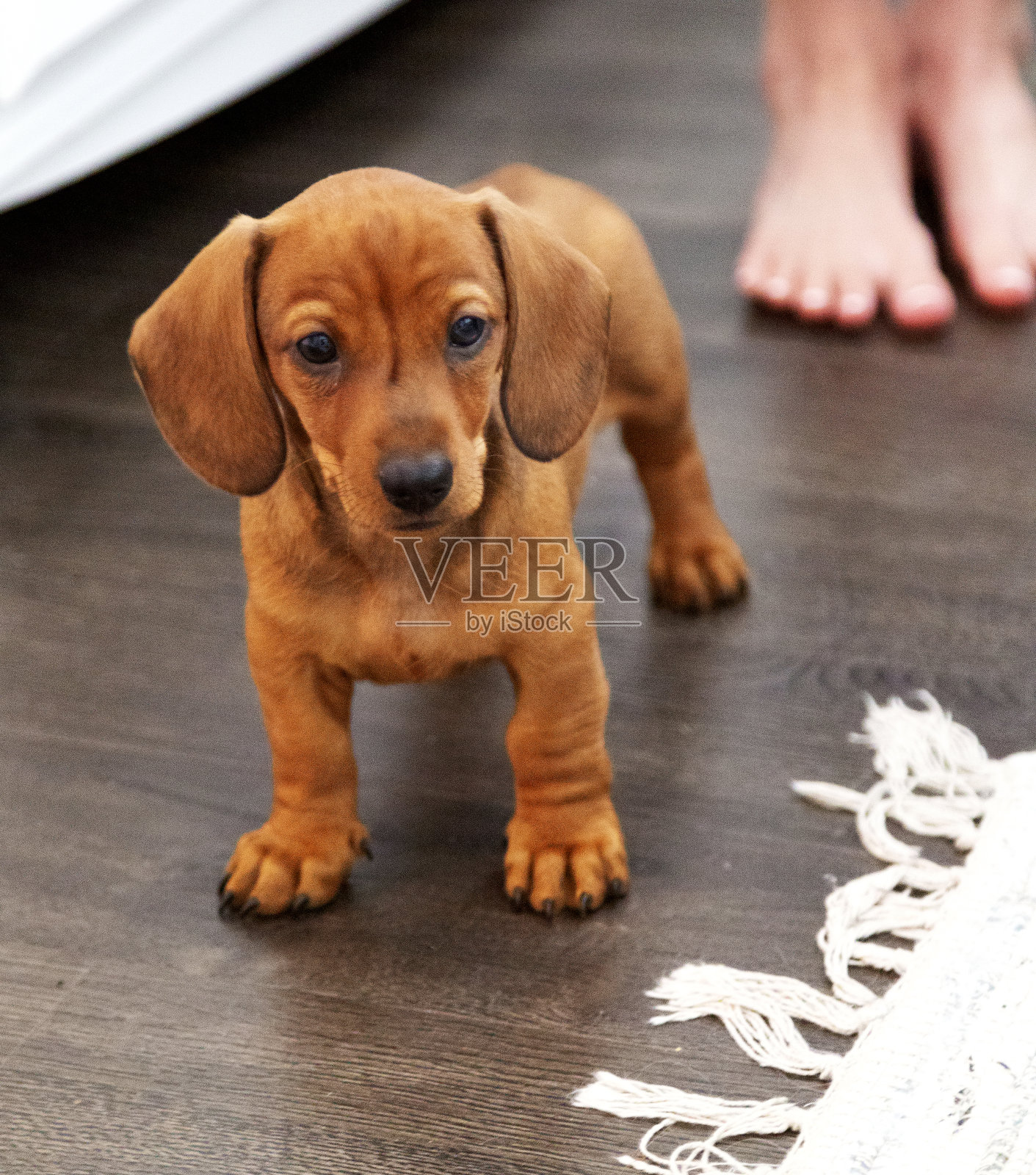 可爱的腊肠狗小狗照片摄影图片