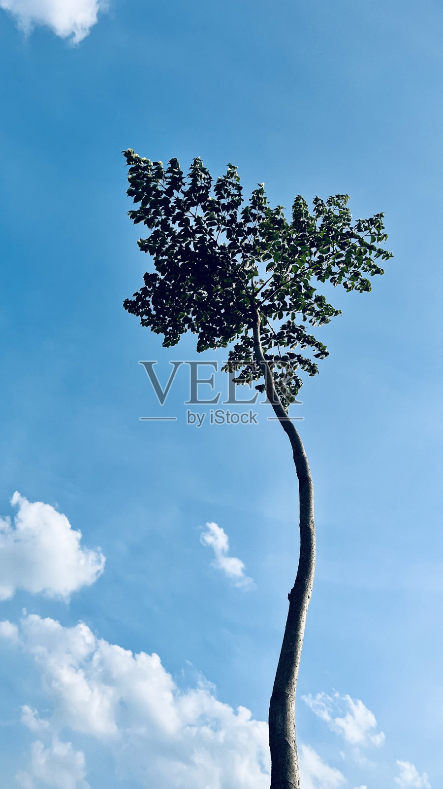 天空背景上孤独的树照片摄影图片