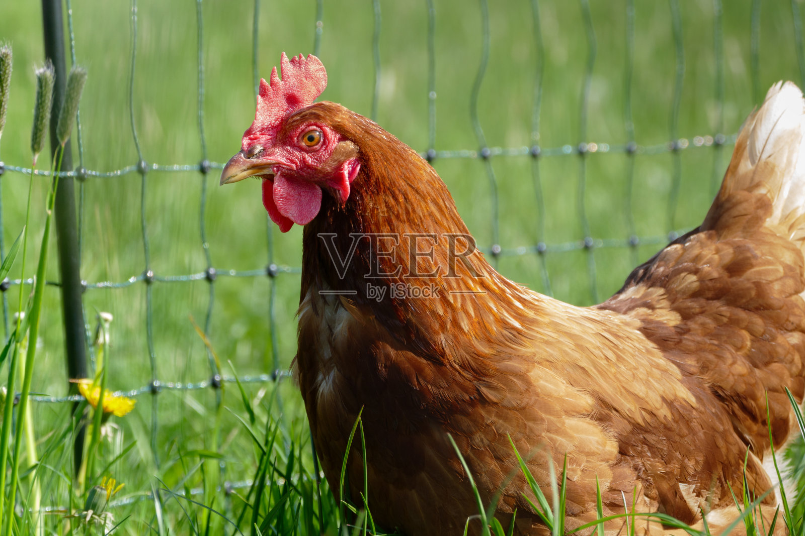 放养的鸡在阳光明媚的日子里啄草觅食照片摄影图片