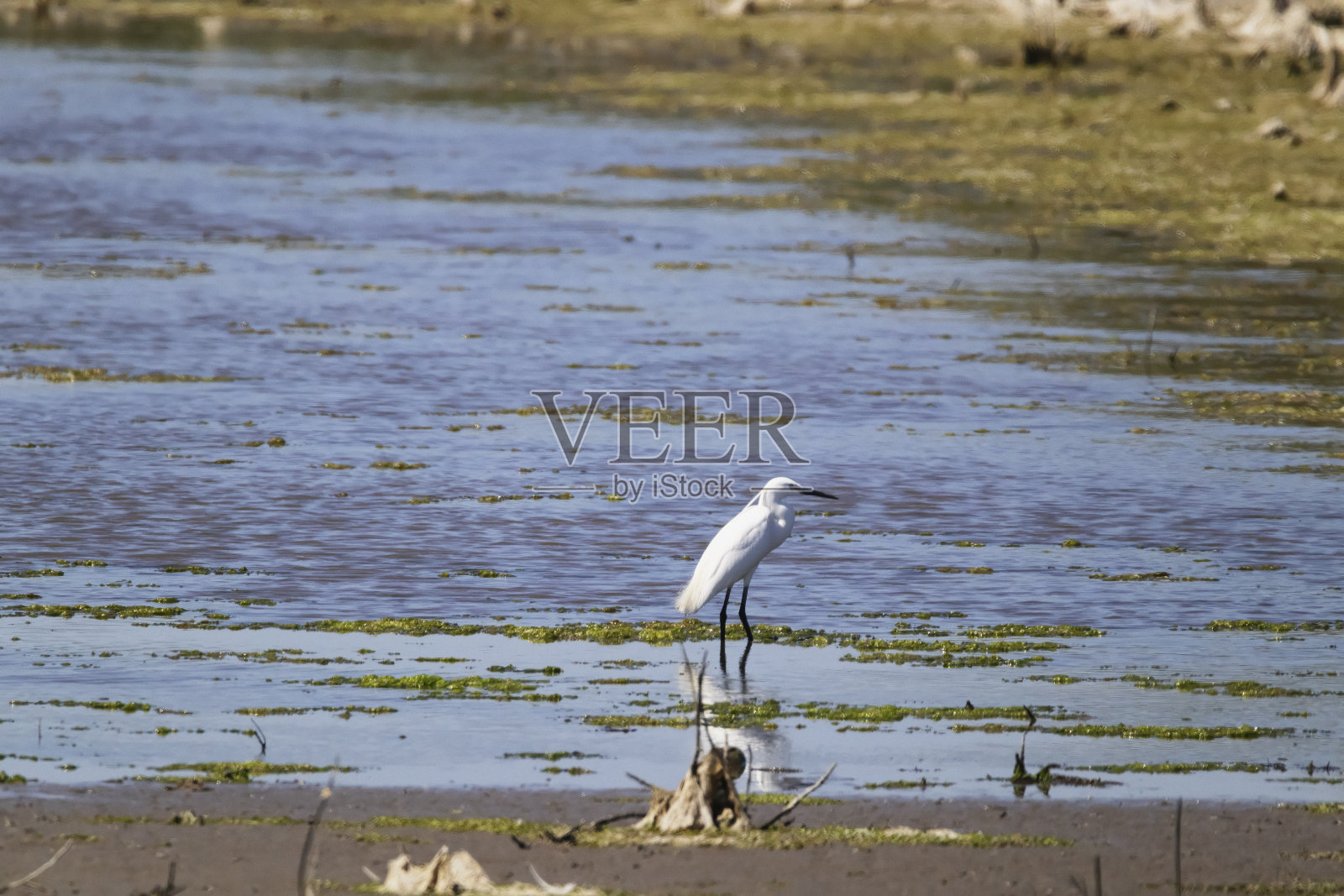 鹭照片摄影图片