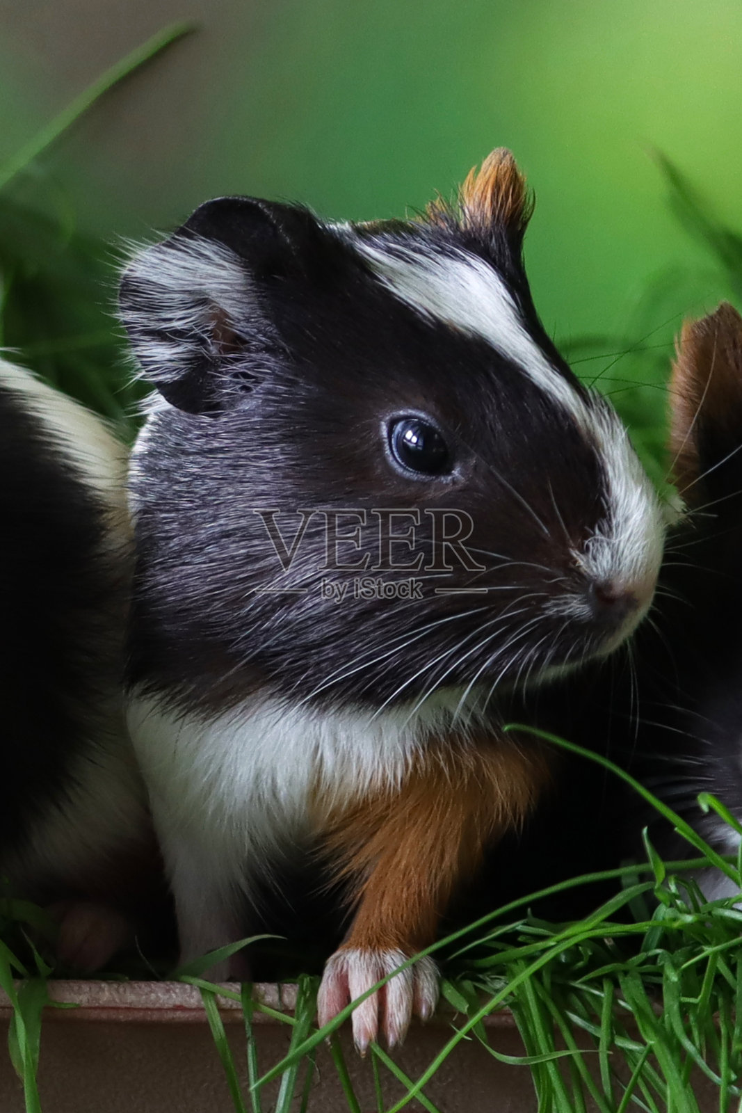 全画幅图像母猪，美国三色豚鼠，年轻，黑色，姜黄色和白色的豚鼠坐在矩形托盘充满割草，看着相机，模糊的绿色背景，重点在前景照片摄影图片