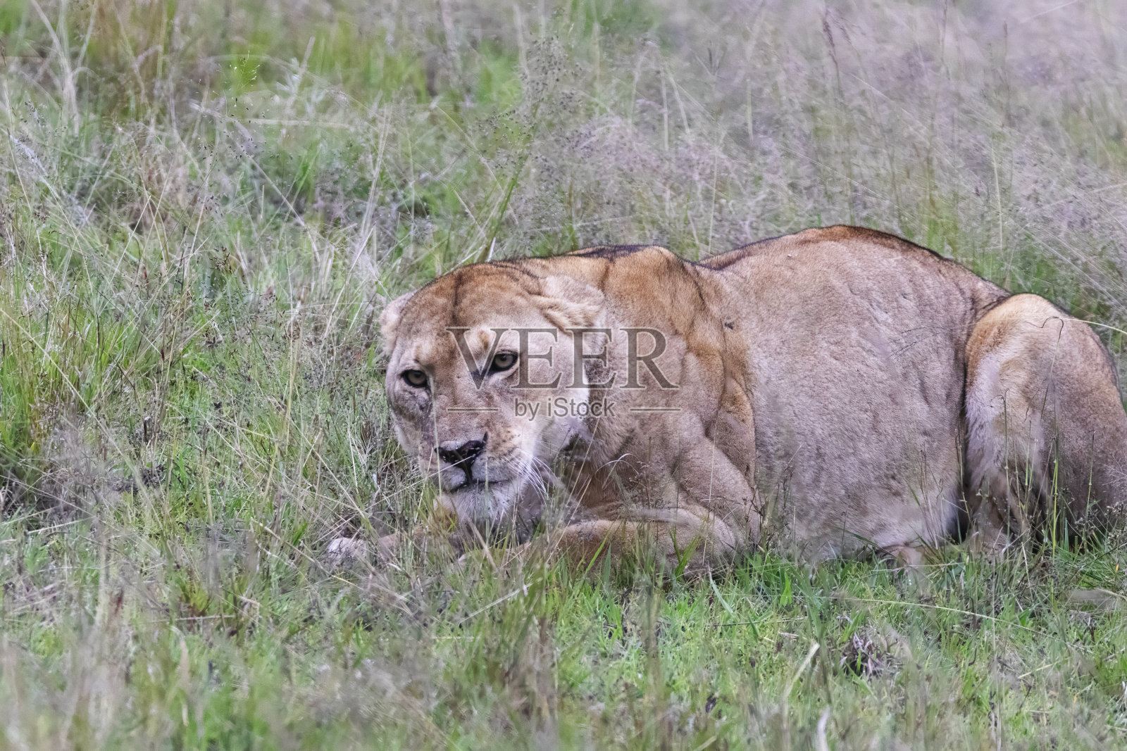 马赛马拉的母狮照片摄影图片
