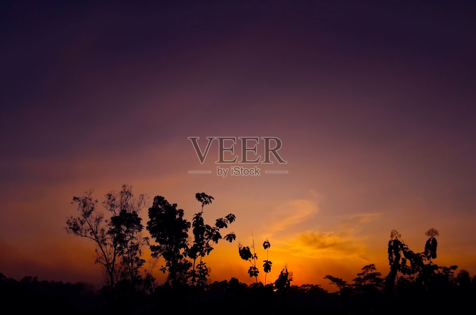 夕阳和树的剪影照片摄影图片