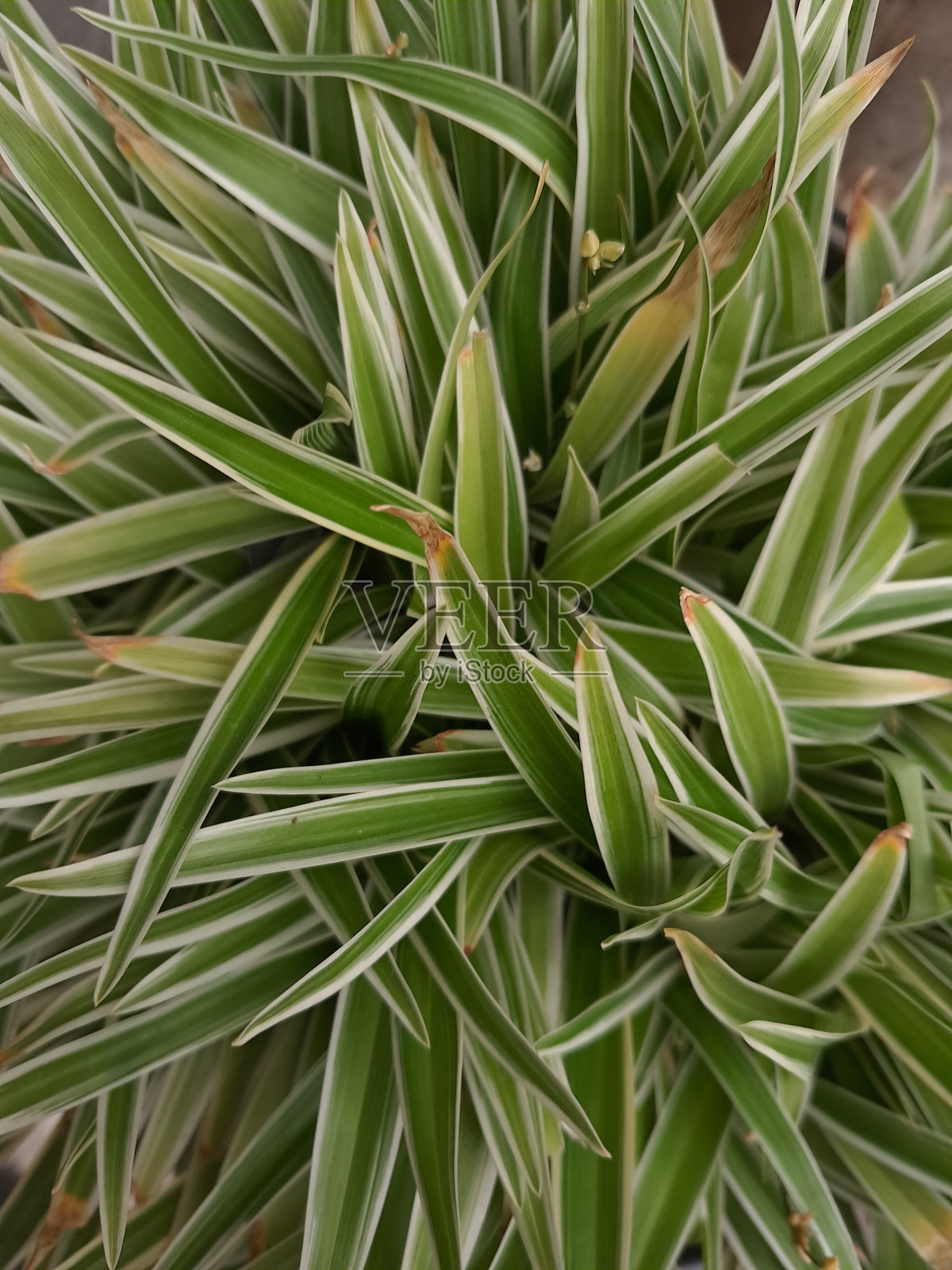 吊兰照片摄影图片