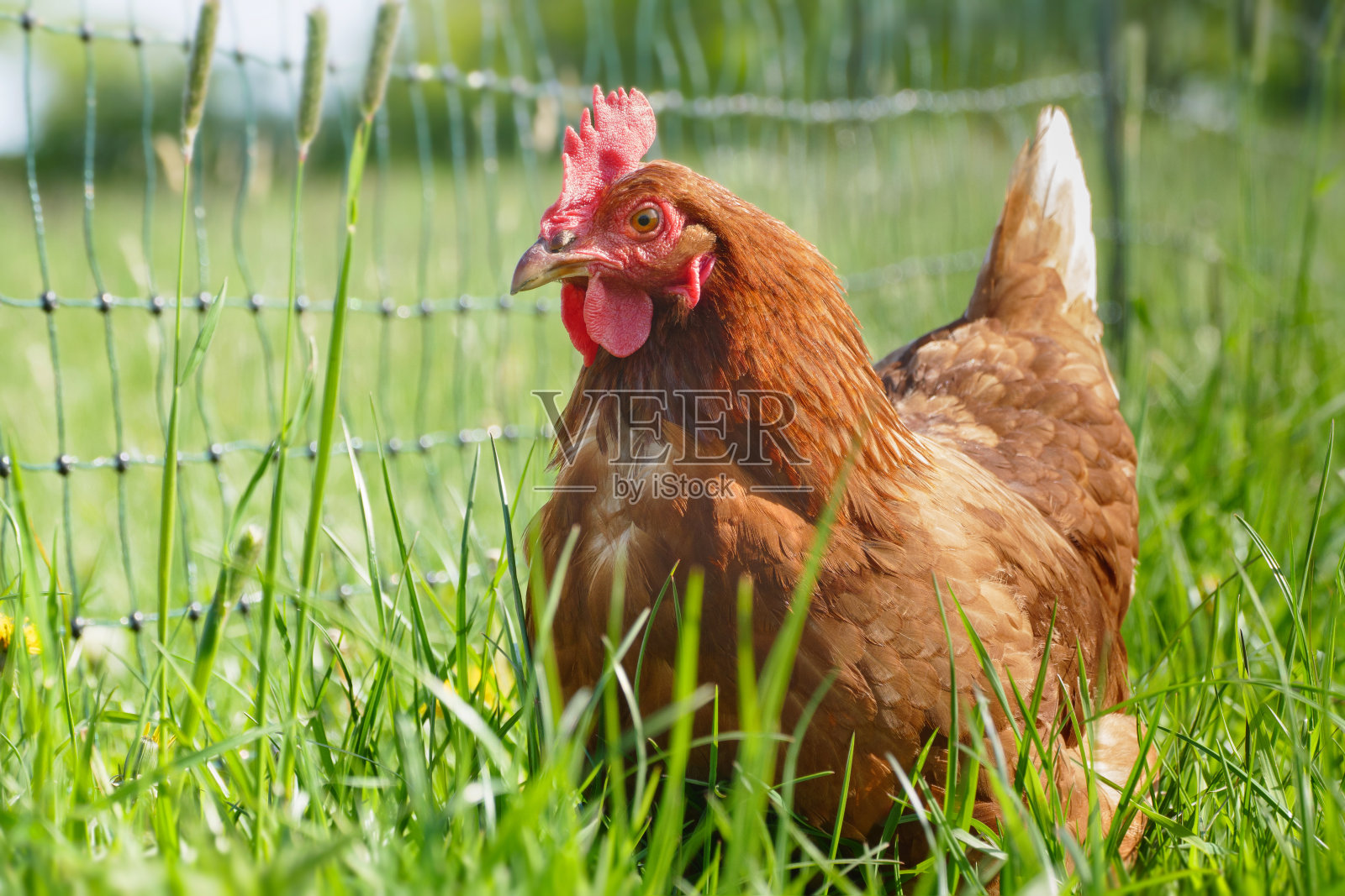 放养的鸡在阳光明媚的日子里啄草觅食照片摄影图片