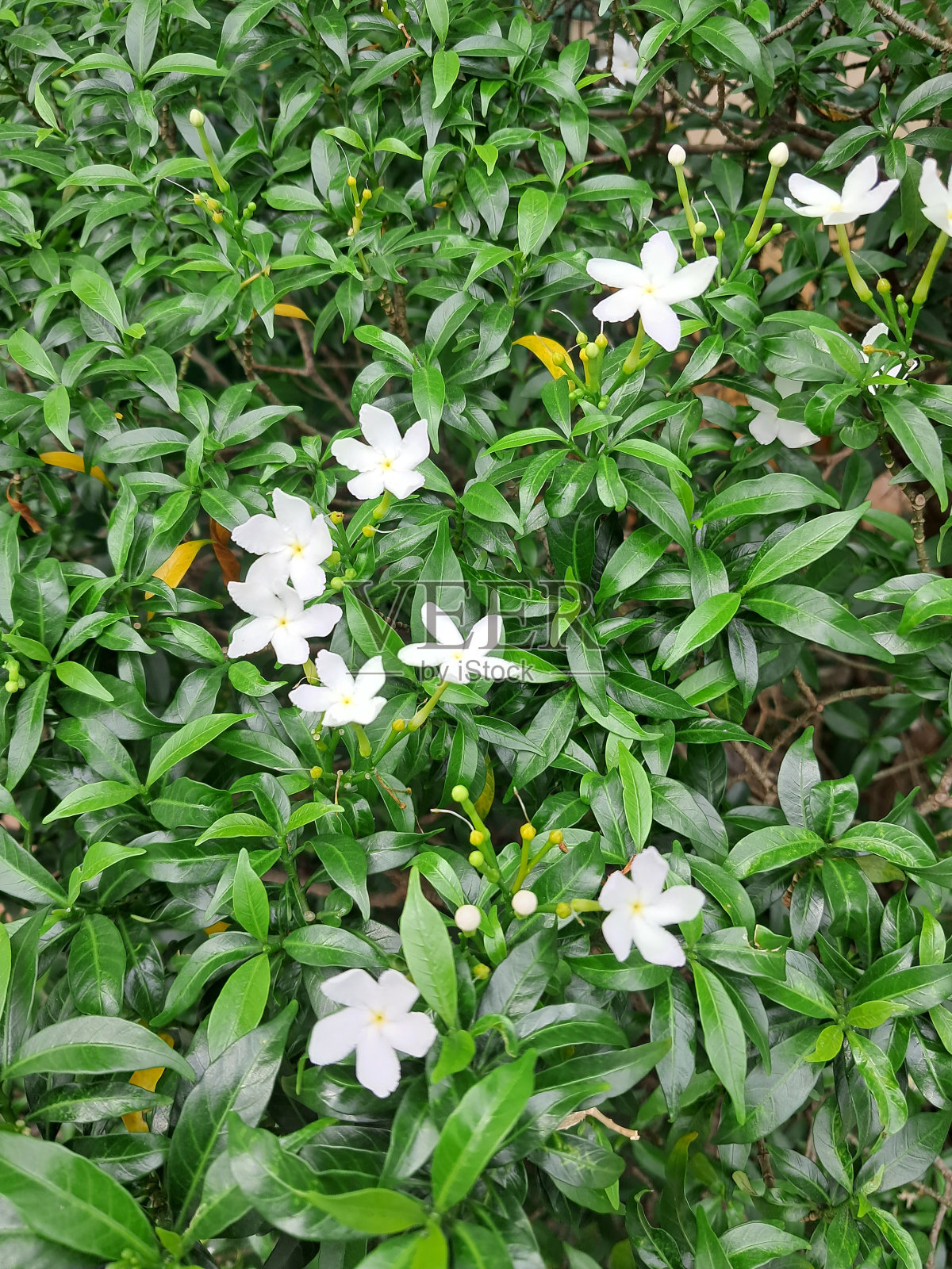 Tiare花照片摄影图片