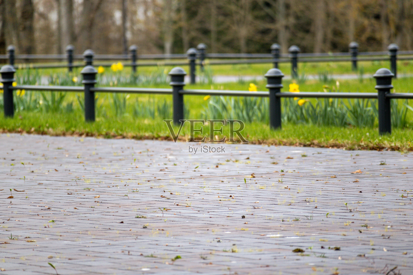 一条有金属栅栏的人行道，后面是黄色的水仙花照片摄影图片