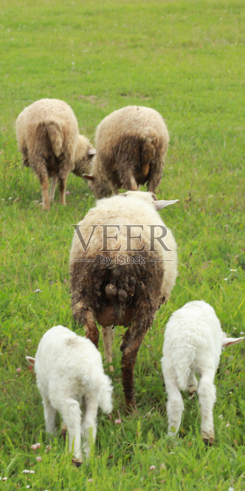 羊照片摄影图片