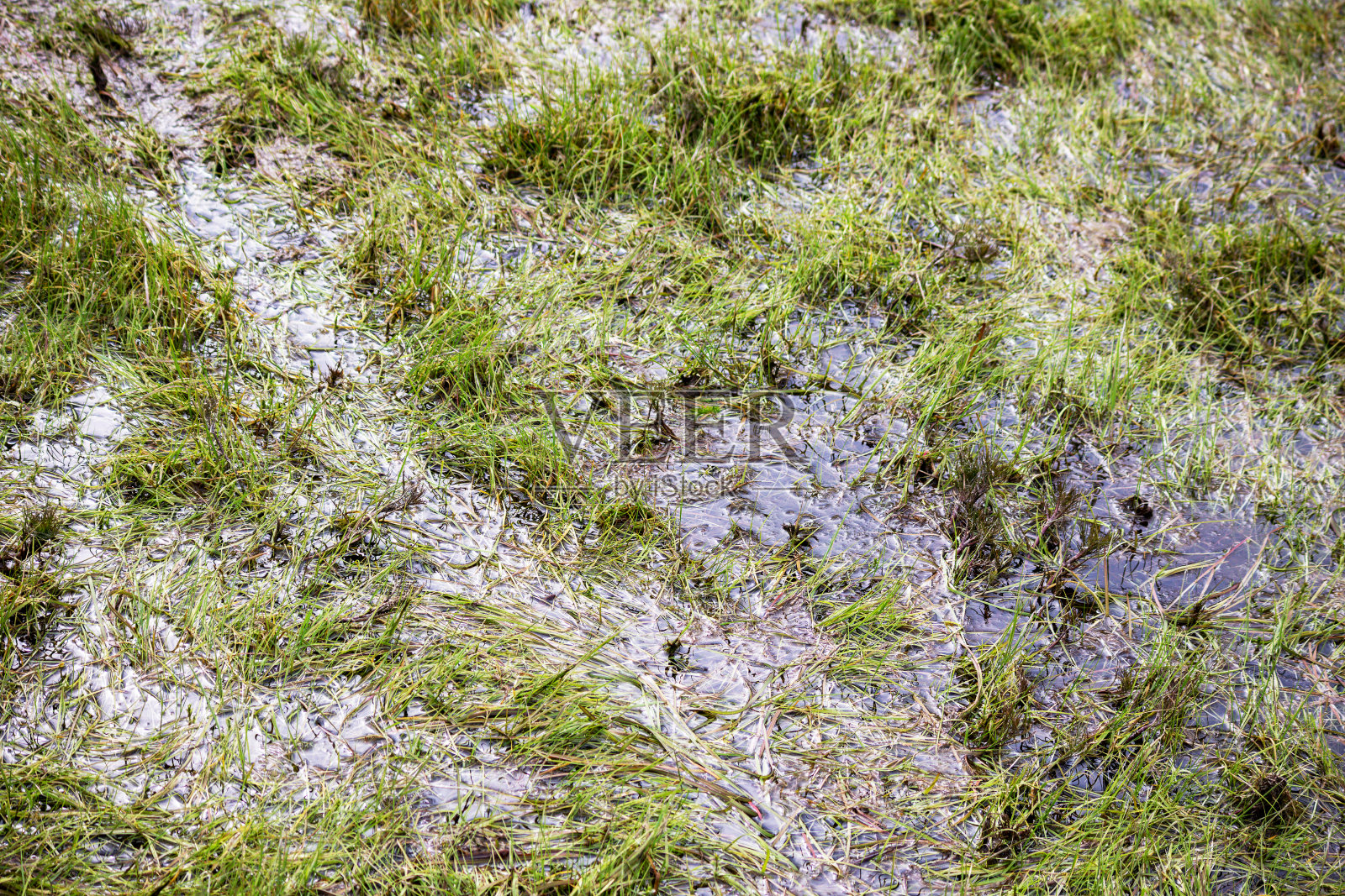 长着绿草的水坑照片摄影图片