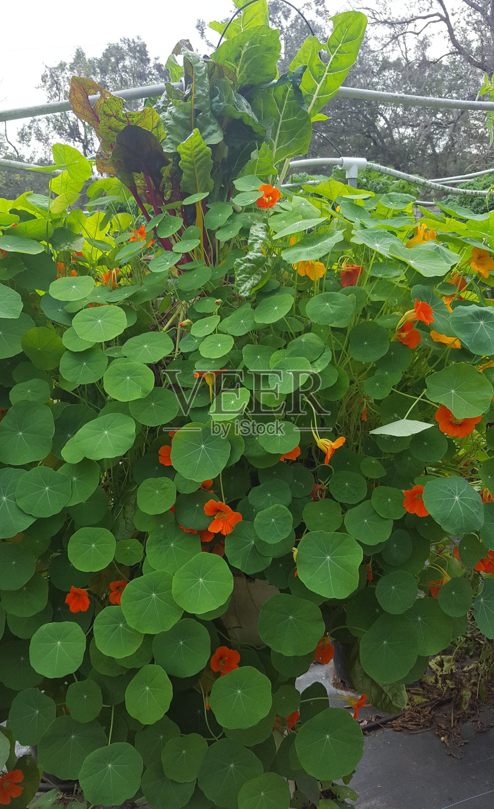 绿色照片摄影图片