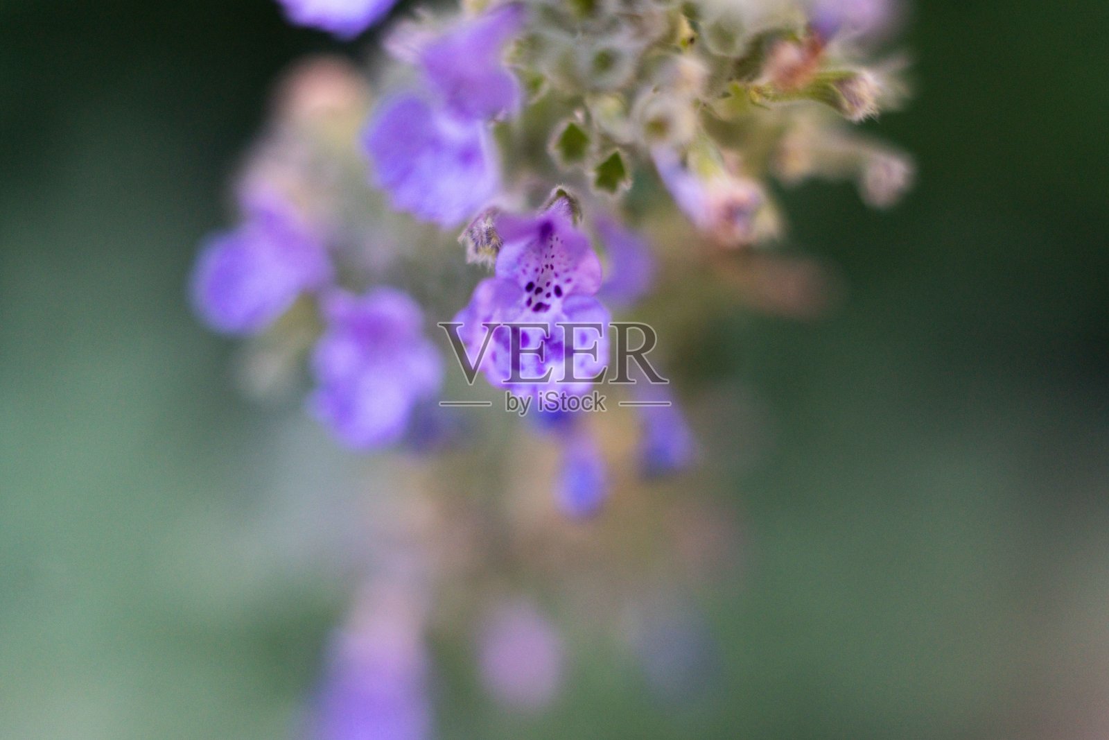 的植物学家照片摄影图片