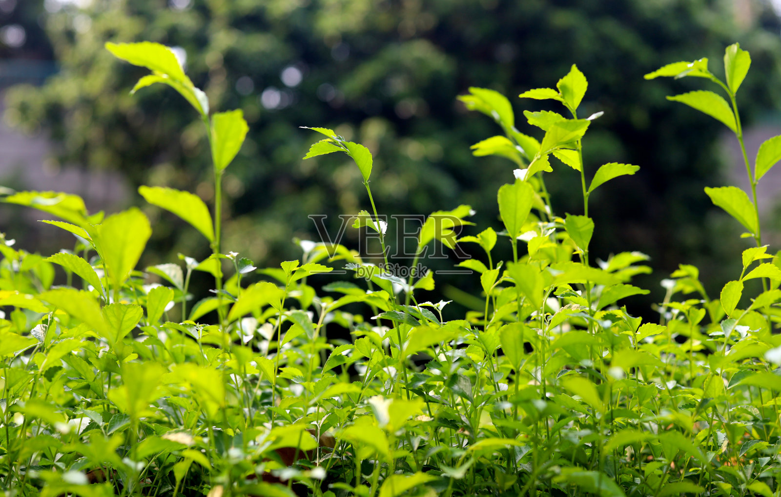 绿叶与模糊树的背景照片摄影图片
