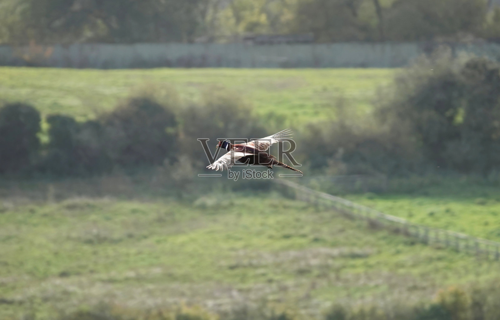 一只雄鸡(phasianus colchicus)飞过英国乡村。照片摄影图片