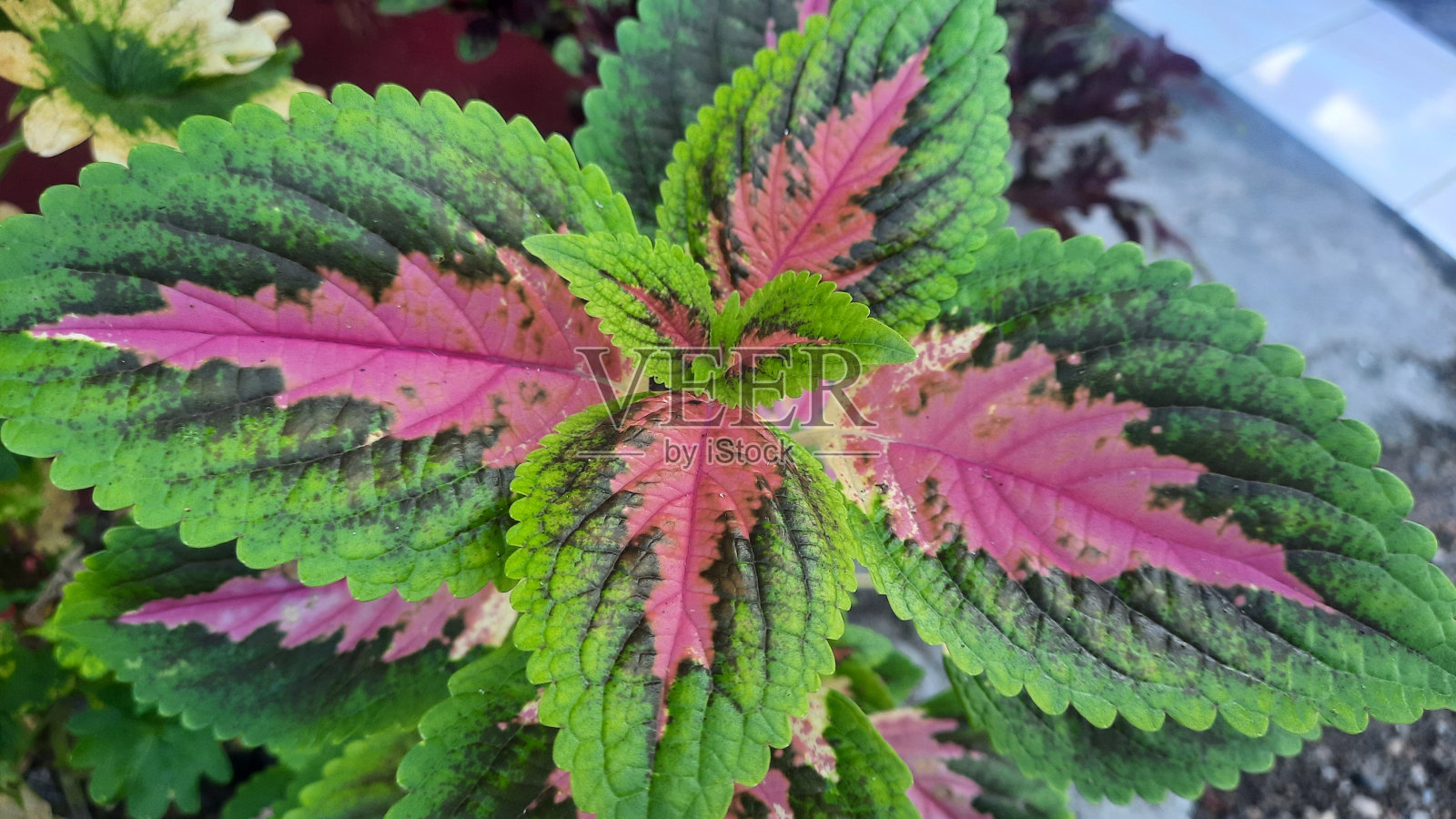 锦紫苏scutellarioides照片摄影图片