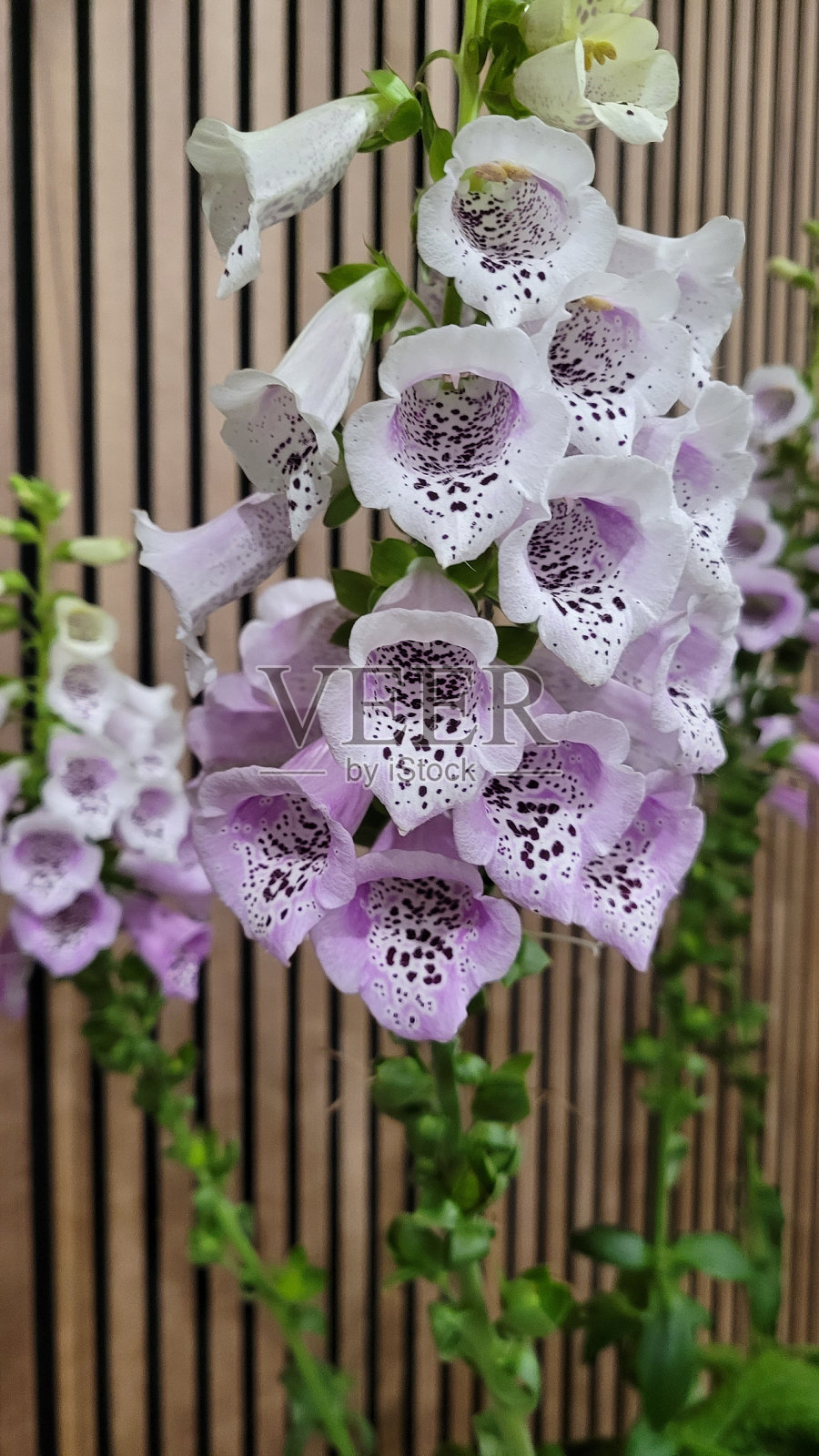 女士手套草照片摄影图片