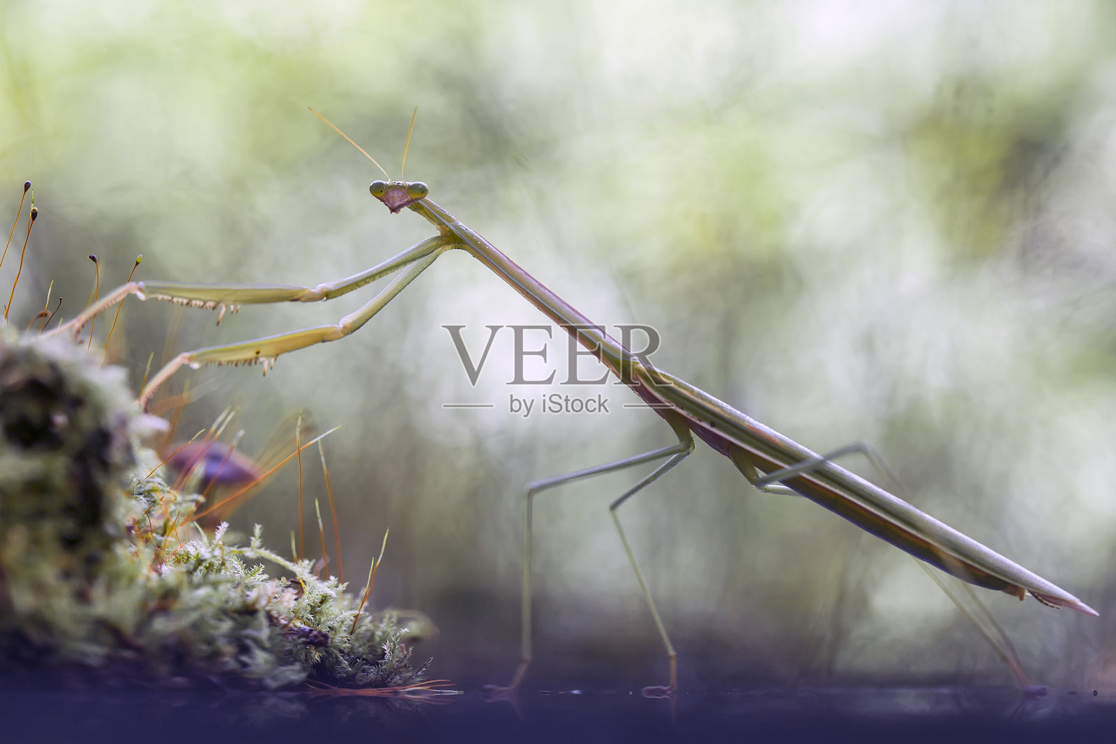 关于各种螳螂的故事照片摄影图片