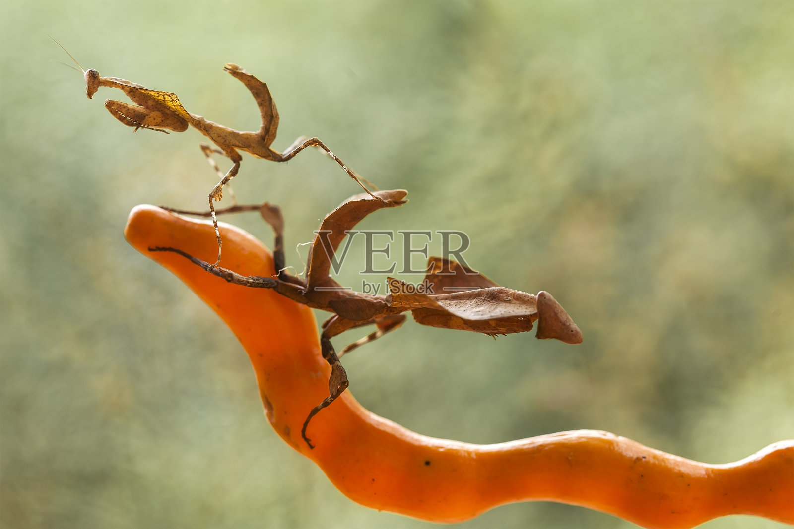 婆罗洲岛独特的螳螂物种照片摄影图片