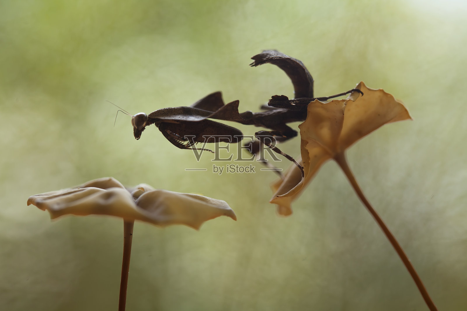 婆罗洲岛螳螂种照片摄影图片