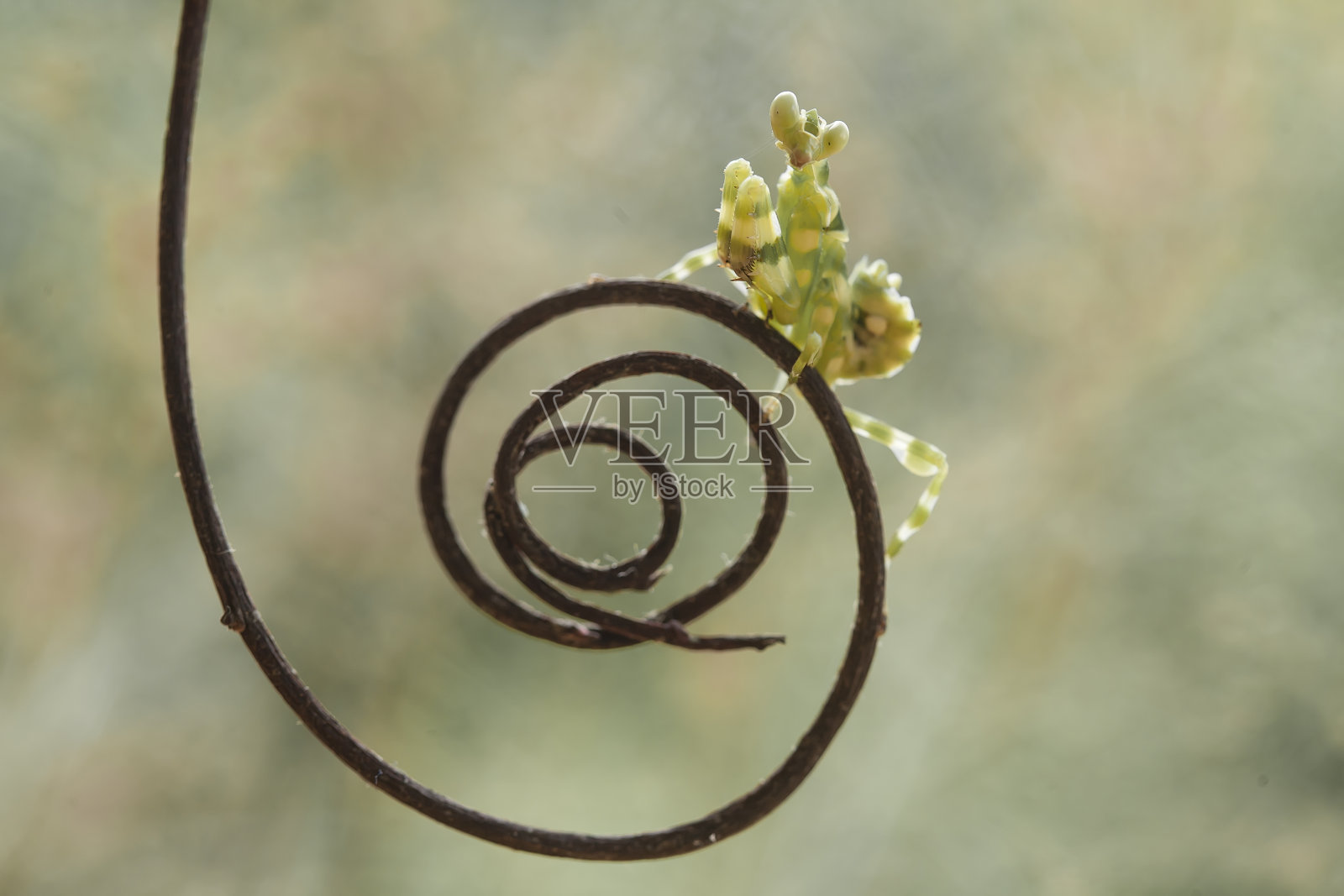 螳螂和美丽的植物照片摄影图片