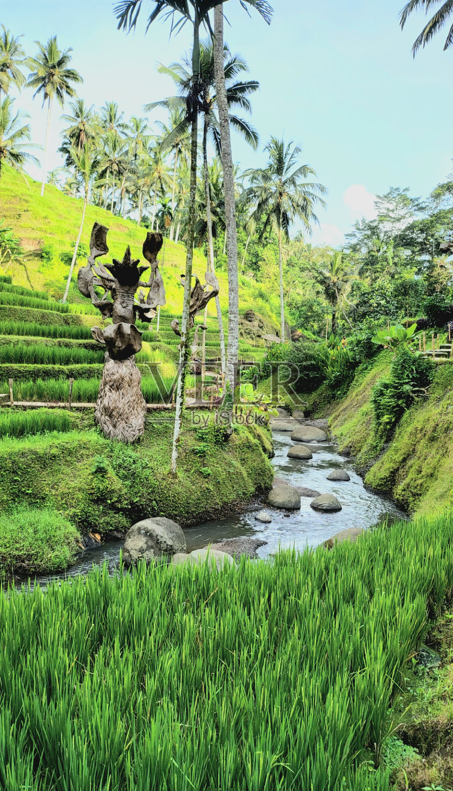 巴厘岛乌布美丽的绿色自然照片摄影图片