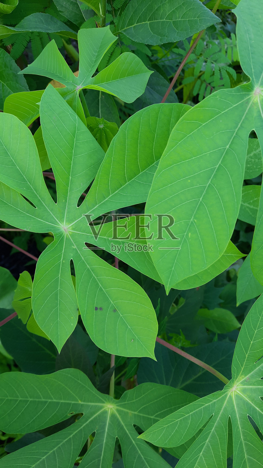 新鲜的绿色木薯叶。花园里的木薯树。自然概念背景照片摄影图片