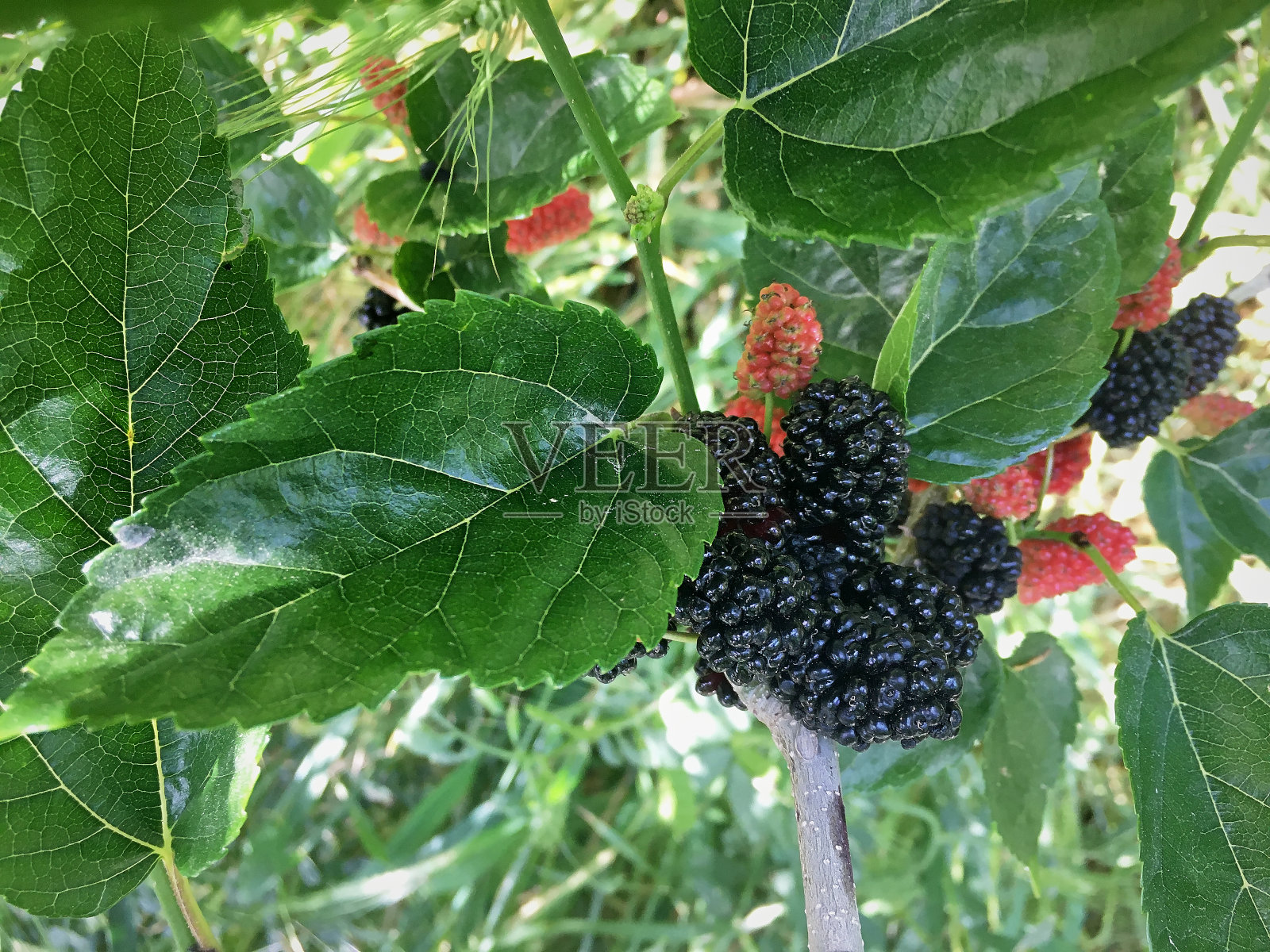 玛百莉把注意力集中在计划射击附近照片摄影图片